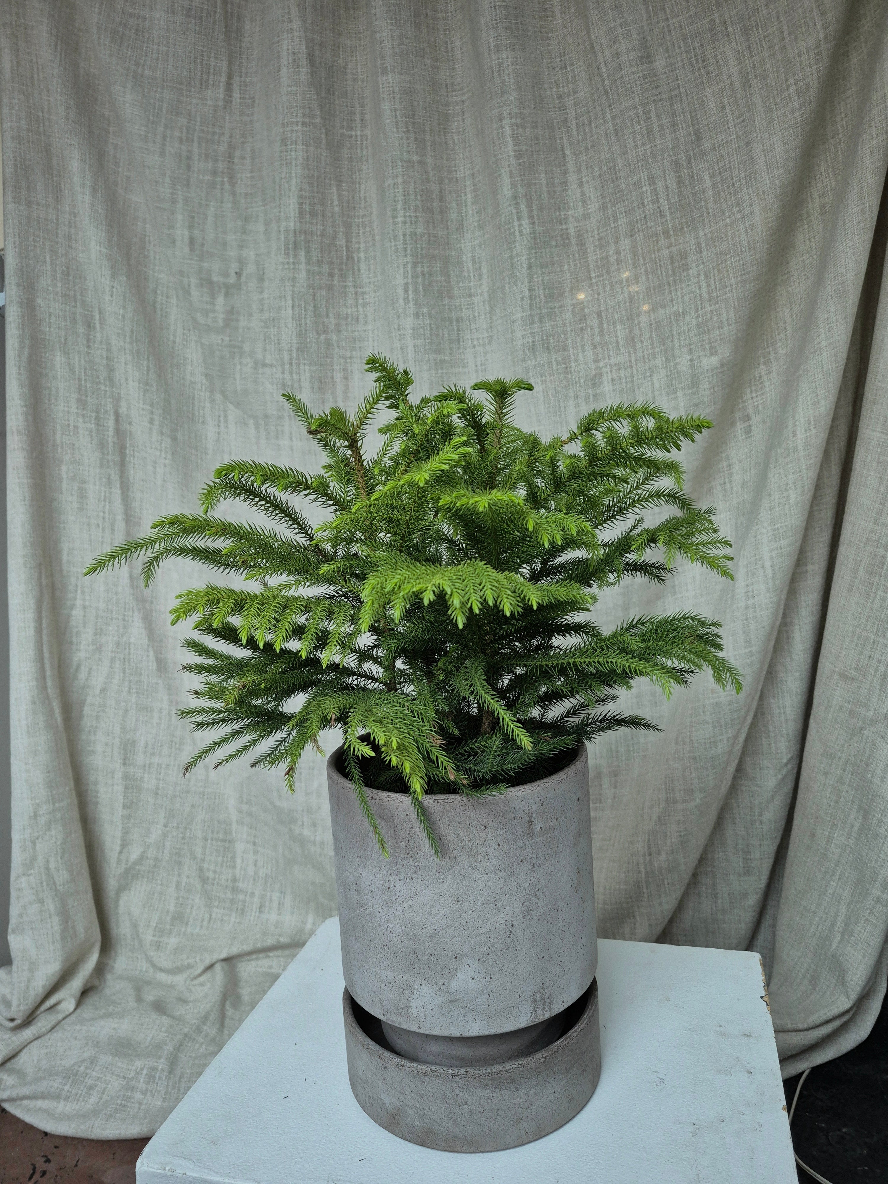 Norfolk Pine with Kanso Planter