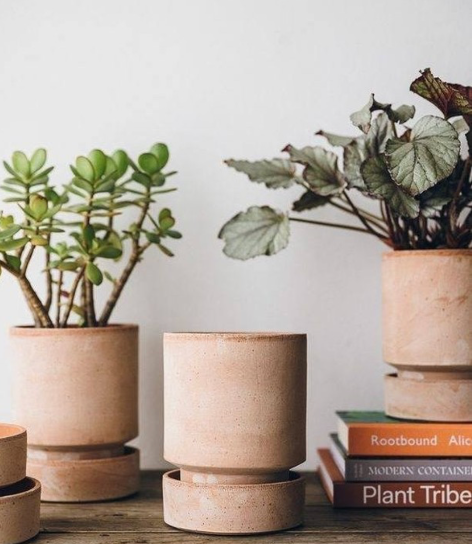 Norfolk Pine with Kanso Planter