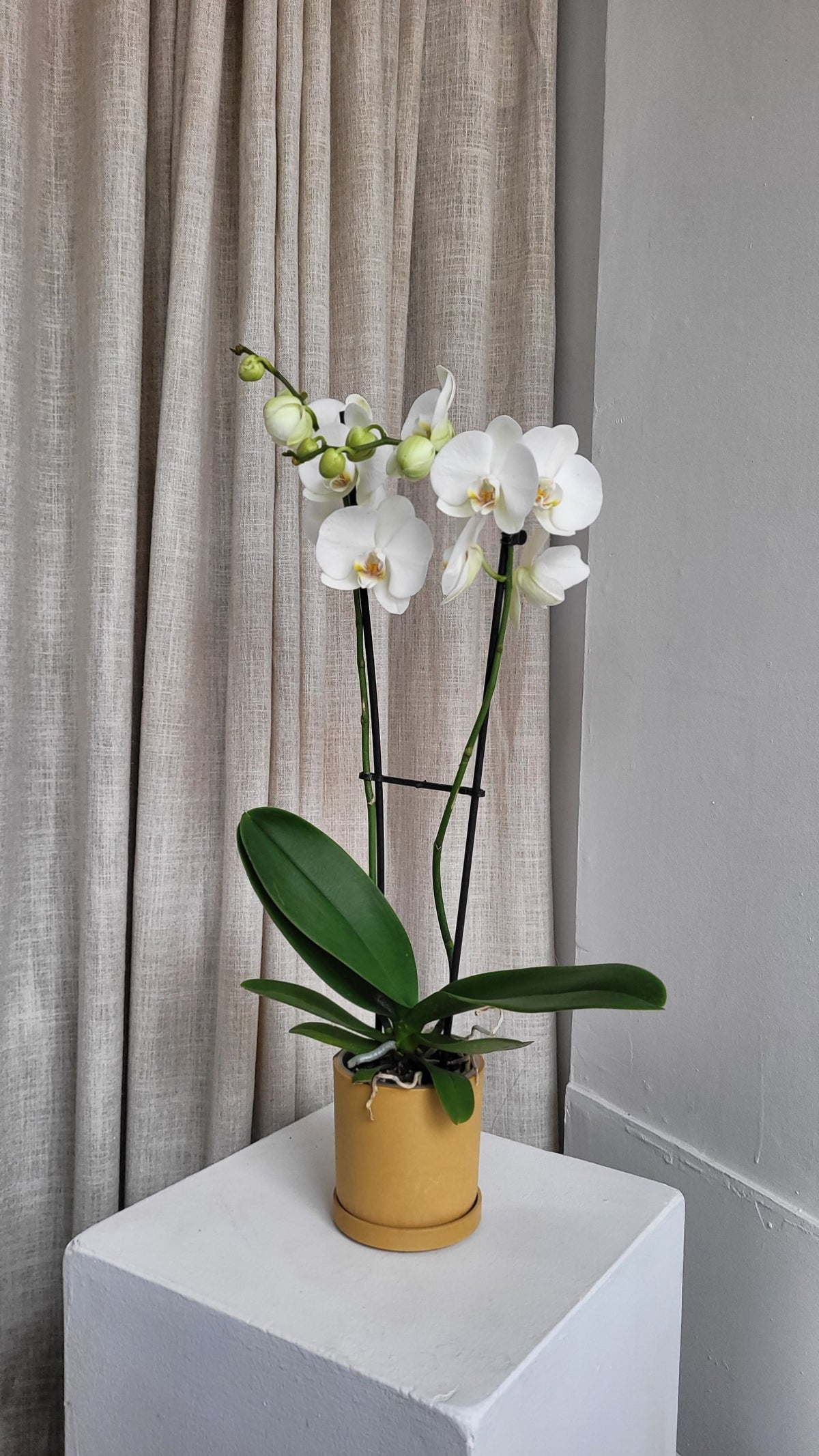 White orchid and flowerpot