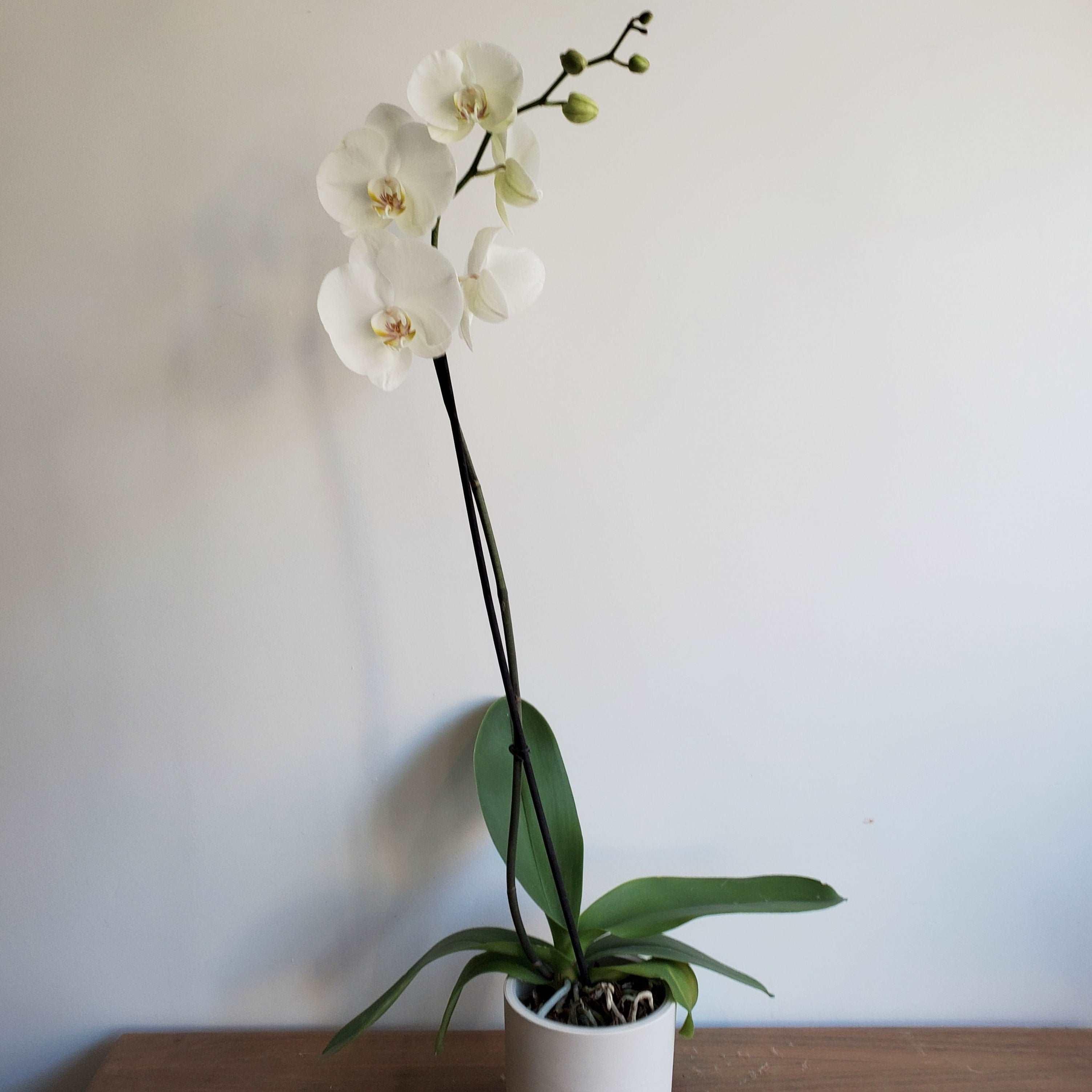 Orchidée blanche 2 tiges dans cache pot