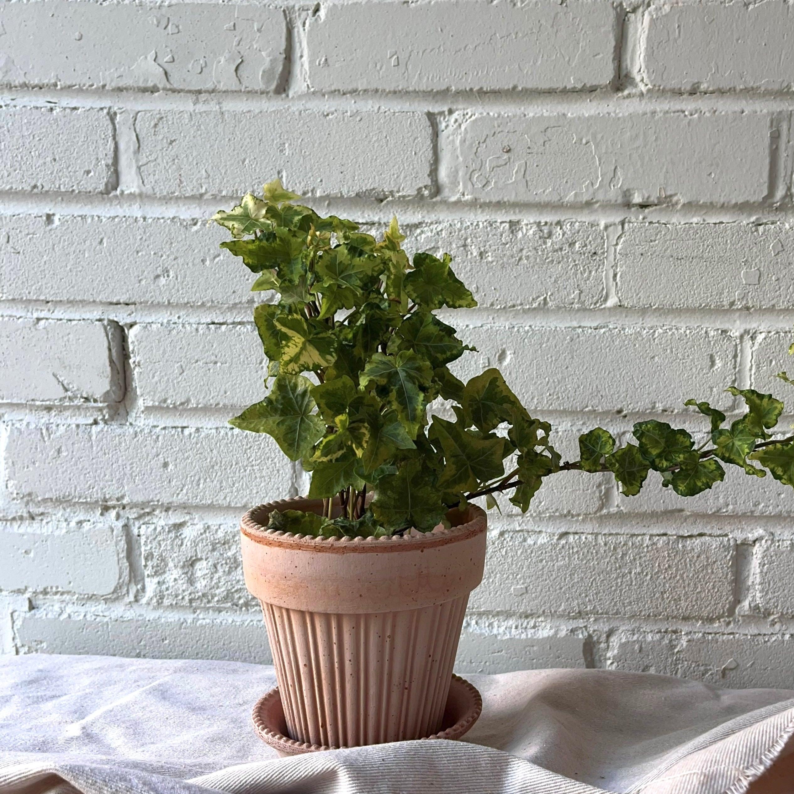 Pot Bergs Potter Simona avec plante - Oursin fleurs