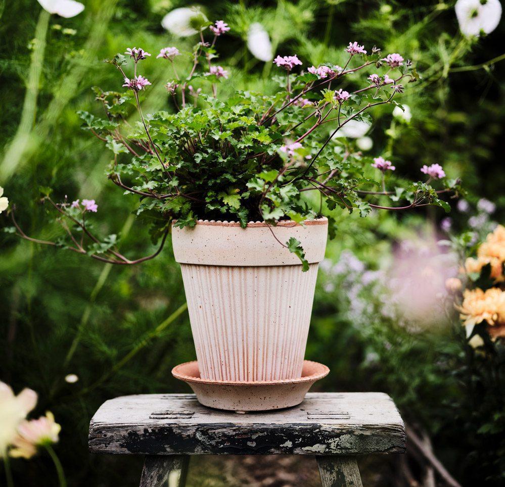 Pot Bergs Potter Simona avec plante - Oursin fleurs