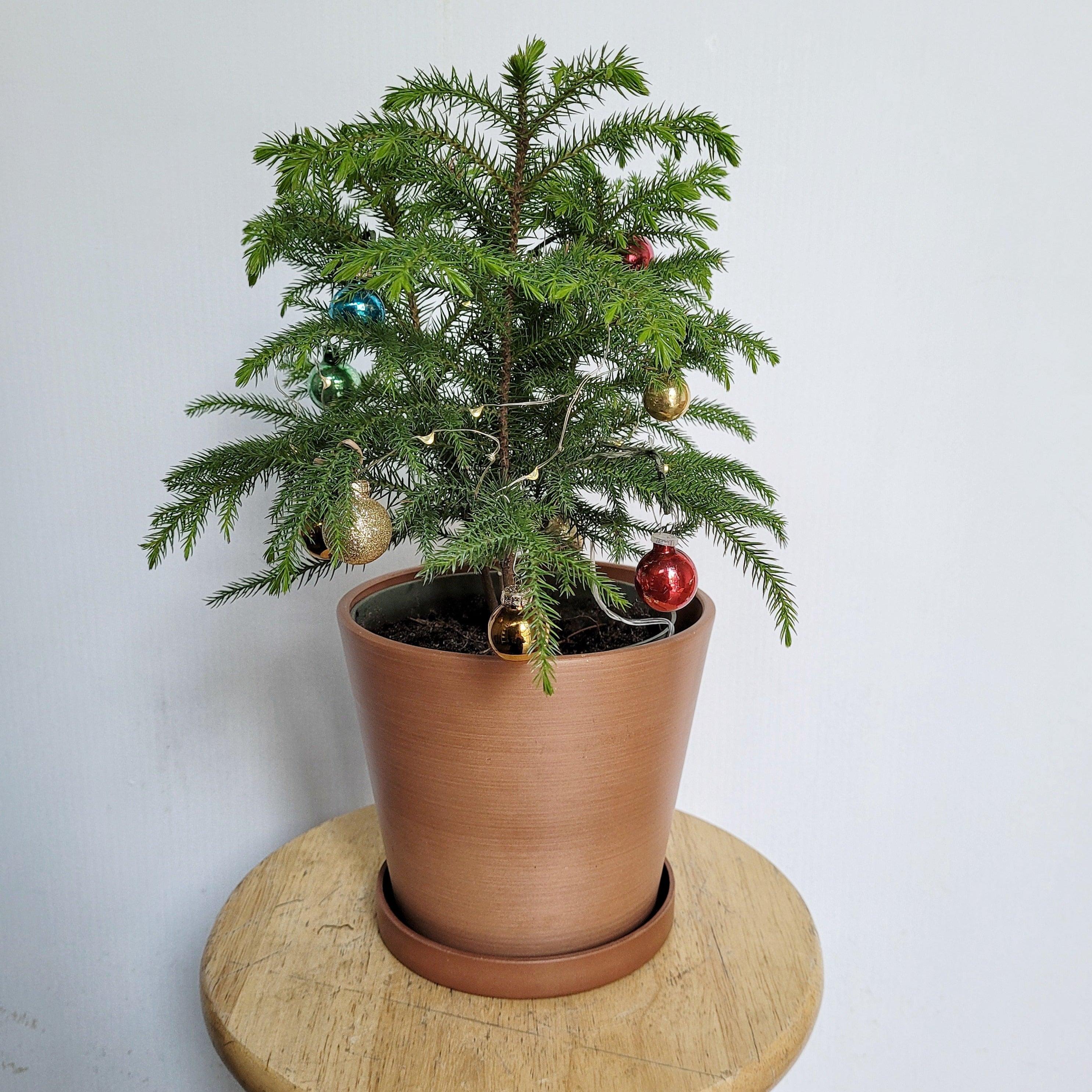 Pin de Norfolk avec cache-pot Kanso - Oursin fleurs