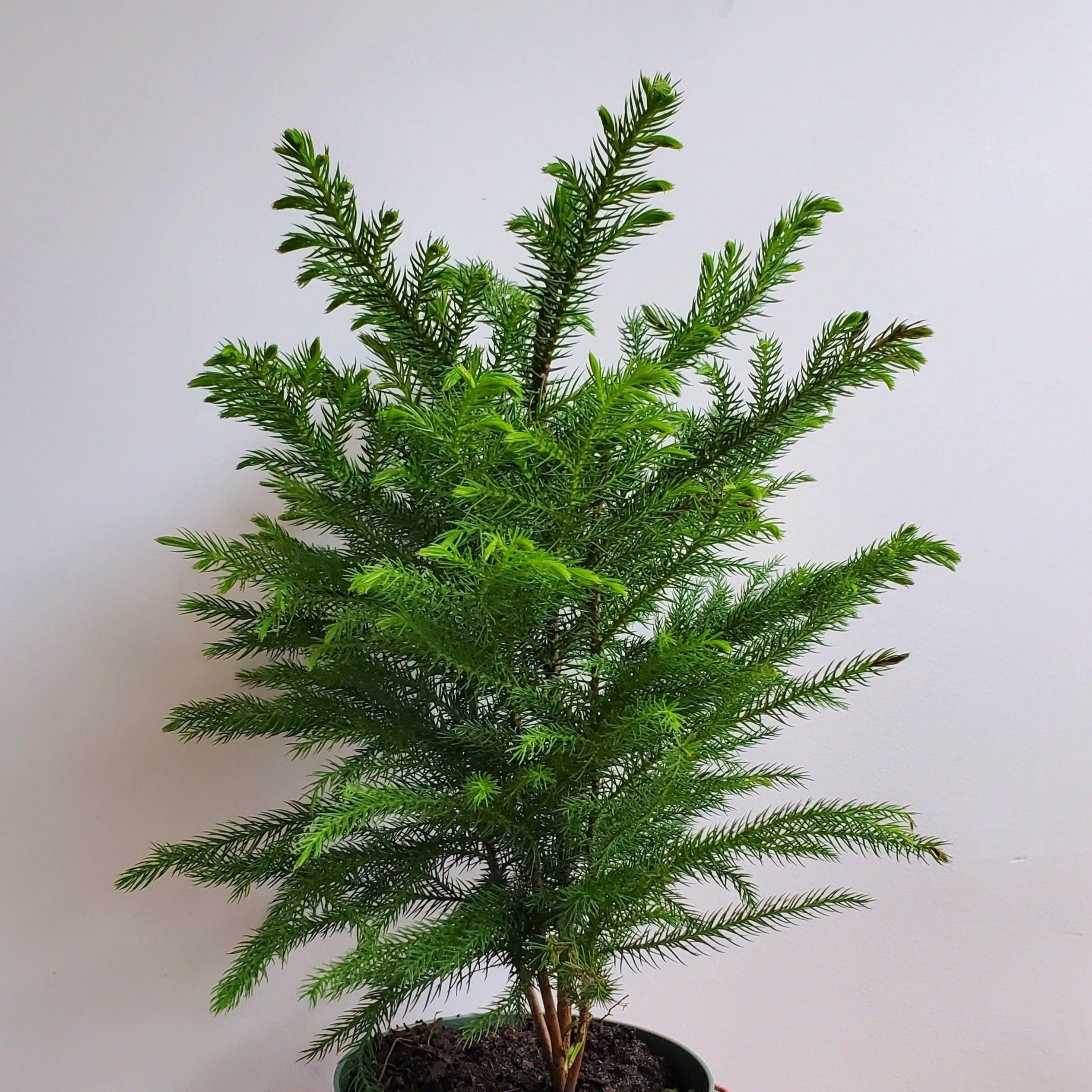 Pin de Norfolk avec cache-pot Kanso - Oursin fleurs