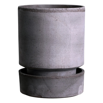 Norfolk Pine with Kanso Planter