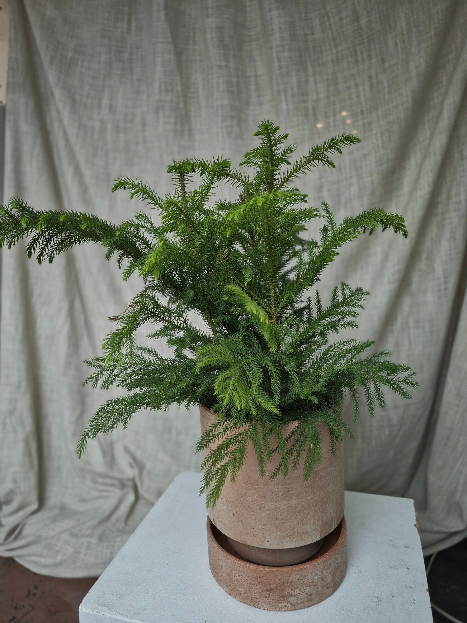 Norfolk Pine with Kanso Planter