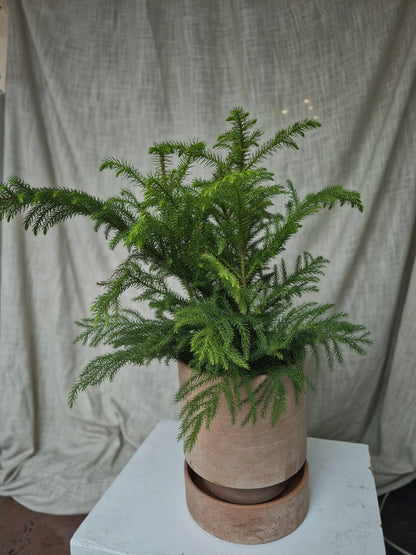 Norfolk Pine with Kanso Planter