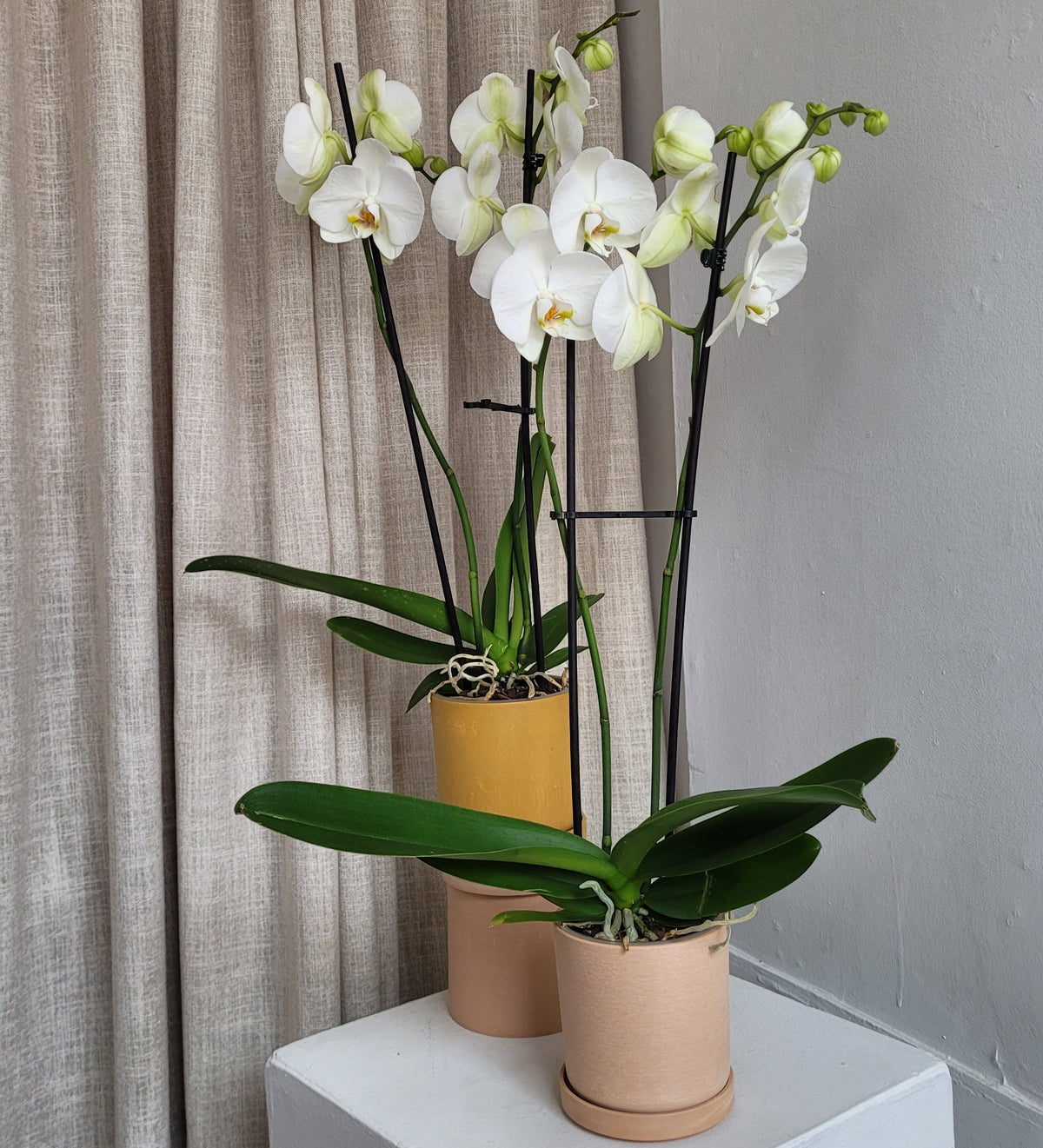 White orchid and flowerpot