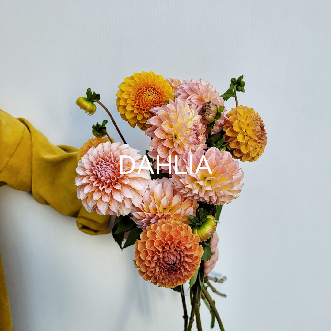 Bouquet de DAHLIAS LOCAUX