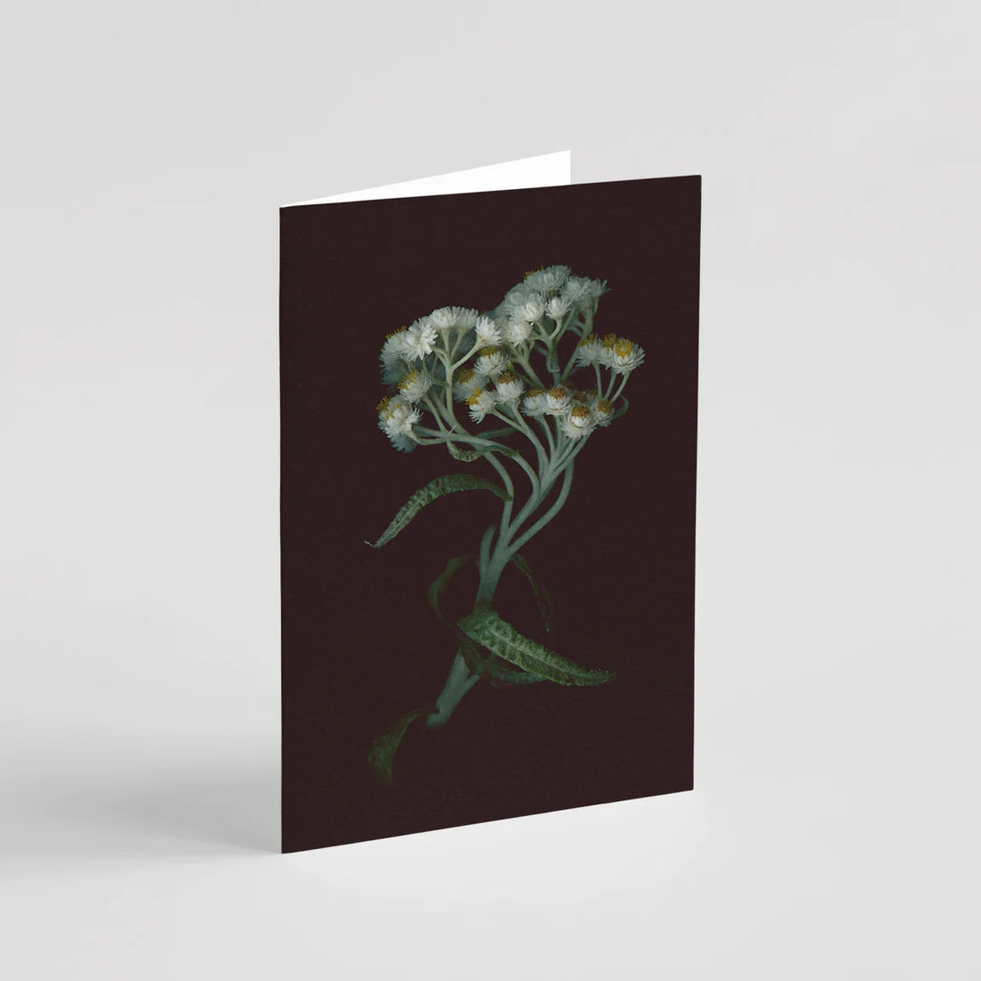 “HAPPY BIRTHDAY” backing card