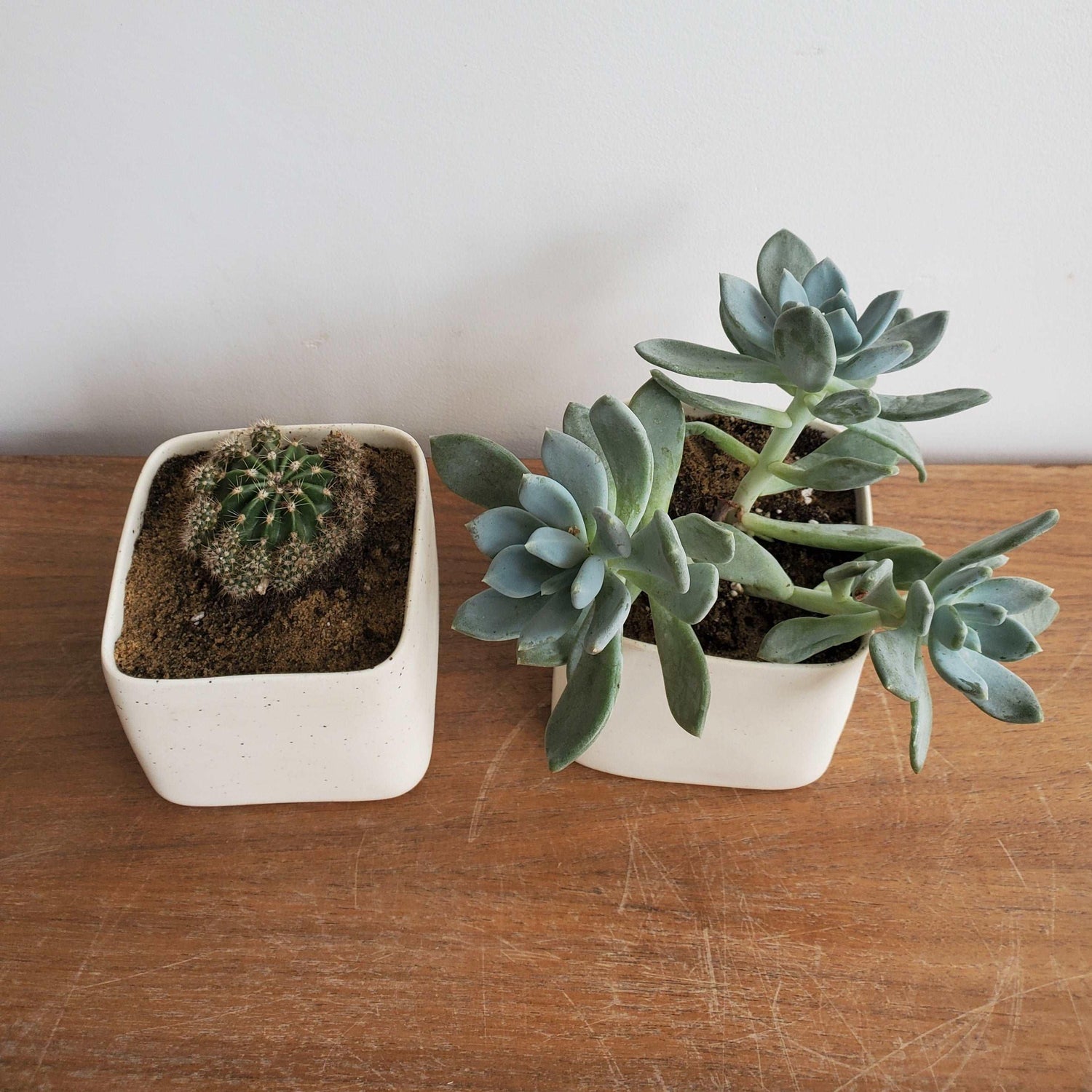 Duo cactus-succulente et cache-pot MUDMANO