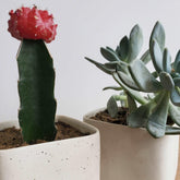 Duo cactus-succulente et cache-pot MUDMANO