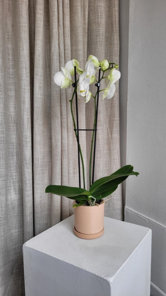 White orchid and flowerpot