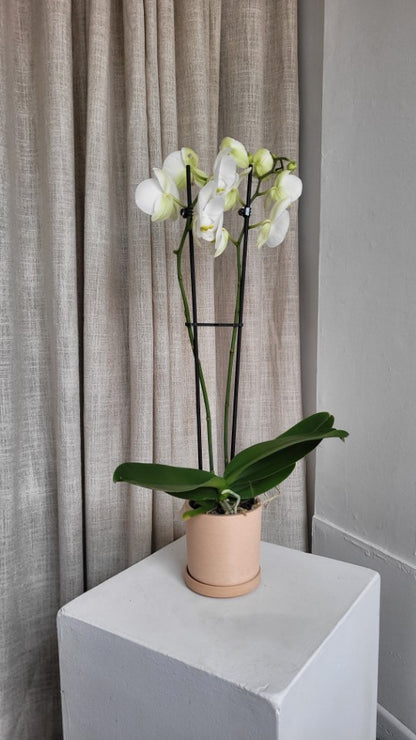 Orchidée  et cache pot