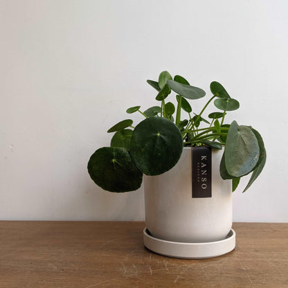 Pilea 4 pouces en pot