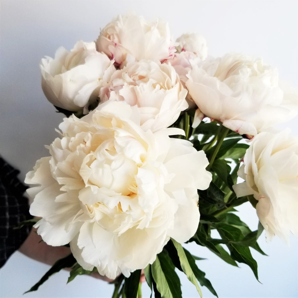 Bouquet of LOCAL PEONIES