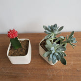 Duo cactus-succulente et cache-pot MUDMANO - Oursin fleurs